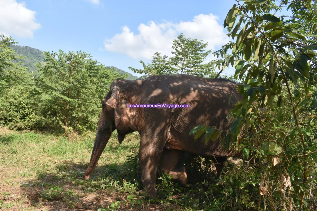 L'excursion des éléphants à Koh Samui